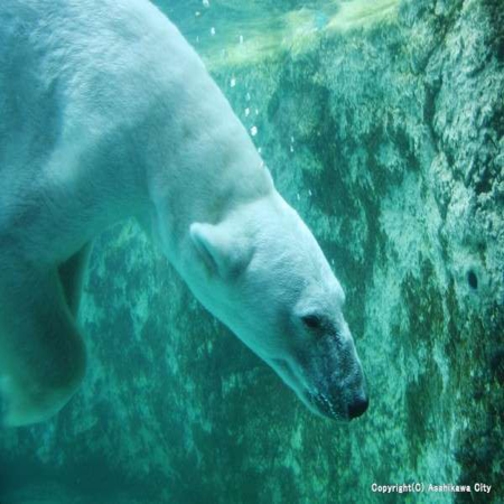 【旭山動物園入園券付き】当日のご利用もOK♪癒しの休日！夕食はオープンキッチンで♪層雲閣ビュッフェ！